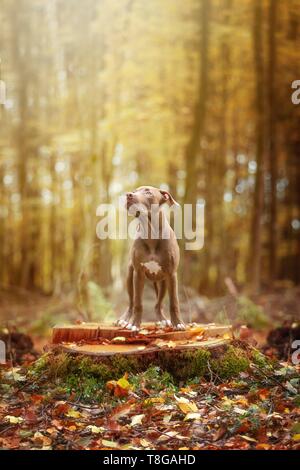 standing American Pit Bull Terrier Stock Photo