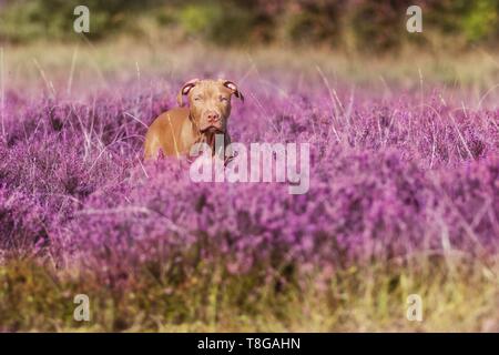 standing American Pit Bull Terrier Stock Photo