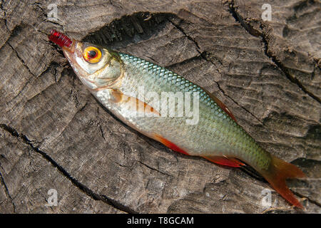 Common Rudd Fish and Fishing Baits on Natural Background Stock Photo -  Image of freshwater, hook: 140688560