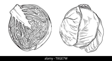 Set of different cabbage isolated on white background. Vector illustration Stock Vector