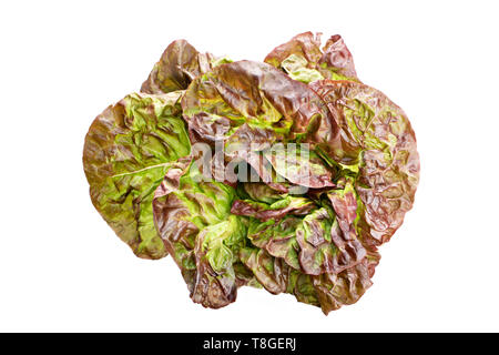 Red oak leaf lettuce isolated on white background. Lactuca sativa Stock Photo