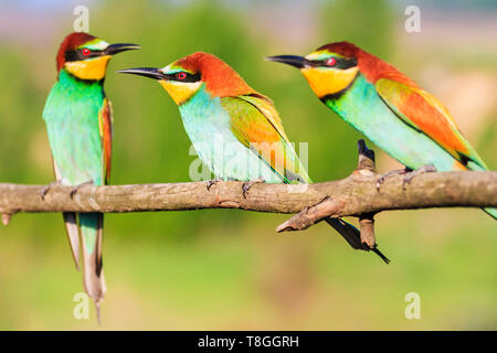 three bee-eaters sit on a branch Stock Photo