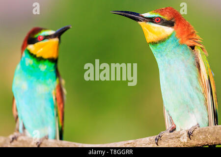 two beautiful colorful birds chatting against each other Stock Photo