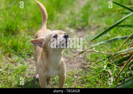 Outdoor portrait of creamy curious Chihuahua looking up in spring grass Stock Photo