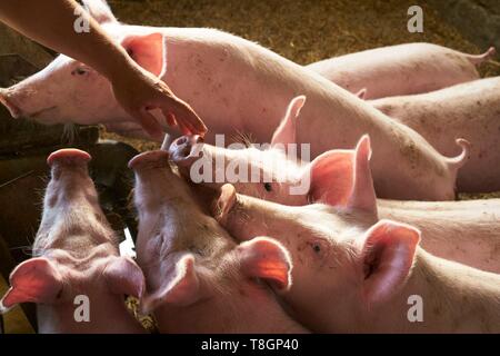France, Hautes Pyrenees, Tournay, breeder of white pigs, Christelle Duran Carrere Pomes Stock Photo