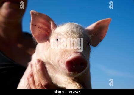 France, Hautes Pyrenees, Tournay, breeder of white pigs, Christelle Duran Carrere Pomes, portrait of a piglet Stock Photo