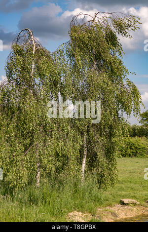 silver Birch (Betula pendula Youngii) trees blowing in the wind Stock Photo