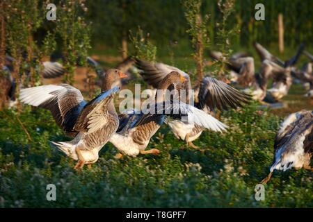 France, Gers, Montesquiou, Ferme des Grisettes, goose breeding Stock Photo