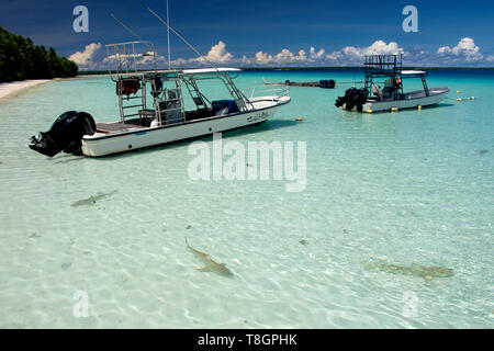 Three blacktip reef sharks, Carcharhinus melanopterus,  swim in the shallows close to moored boats, Ant Atoll, Pohnpei, Federated States of Micronesia Stock Photo