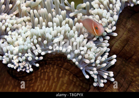 Pink anemonefish, Amphiprion perideraion, swims in its magnificent sea anemone, Heteractis magnifica, Pohnpei, Federated States of Micronesia Stock Photo