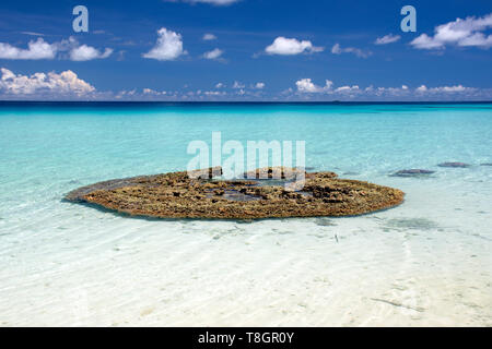 Coral head in shallow area of a white sand beach, Ant Atoll, Pohnpei, Federated States of Micronesia Stock Photo