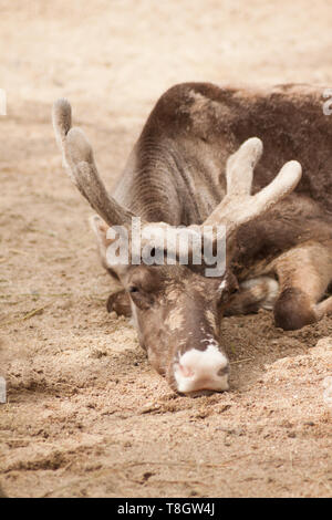 A Reindeer laying on the ground. Stock Photo