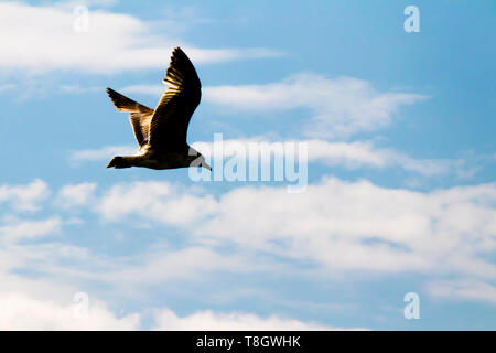 Silhouette of one seagull flying in the bright blue sky with white clouds Stock Photo