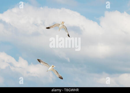 Two seagulls flying in the brigh blue sky with white clouds, low angle view Stock Photo