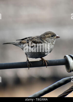 Sparrows are a family of small passerine birds. They are also known as true sparrows, or Old World sparrows Stock Photo