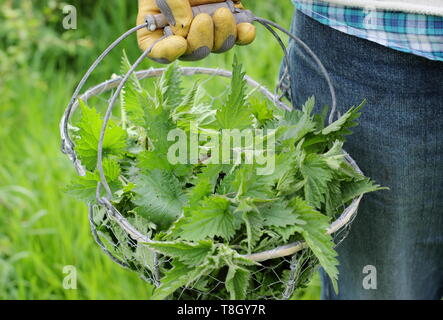 Urtica dioica. Man carries freshly picked young nettles in wire basket for making into liquid plant feed - UK Stock Photo