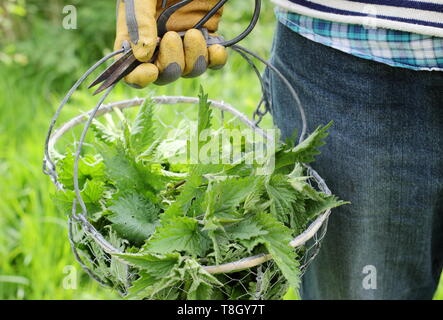 Urtica dioica. Man carries freshly picked young nettles in wire basket for making into liquid plant feed - UK Stock Photo