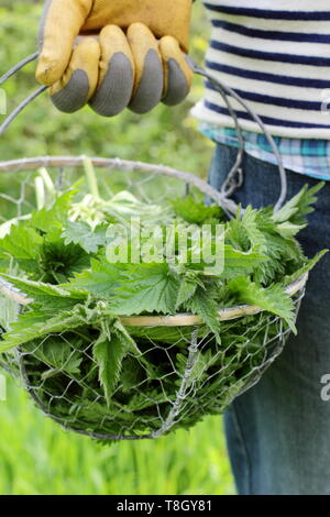 Urtica dioica. Man carries freshly picked young nettles in wire basket for making into liquid plant feed - UK Stock Photo