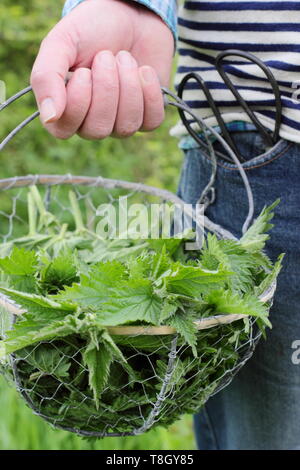 Urtica dioica. Man carries freshly picked young nettles in wire basket for making into liquid plant feed - UK Stock Photo