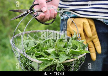 Urtica dioica. Man carries freshly picked young nettles in wire basket for making into liquid plant feed - UK Stock Photo