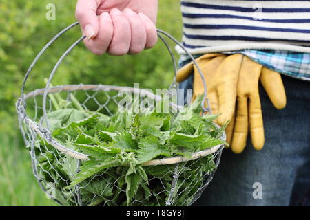 Urtica dioica. Man carries freshly picked young nettles in wire basket for making into liquid plant feed - UK Stock Photo