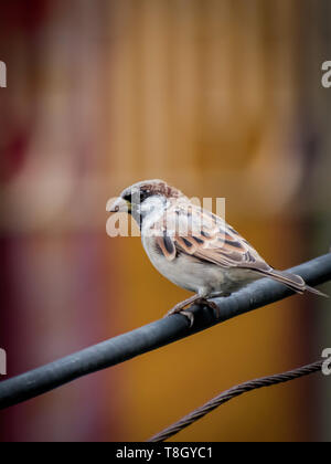 Sparrows are a family of small passerine birds. They are also known as true sparrows, or Old World sparrows Stock Photo