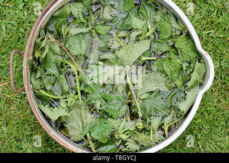 Urtica dioica. Stinging nettles submerged in water to make liquid plant feed - UK Stock Photo