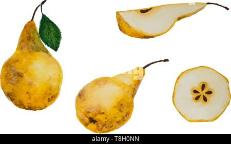 set of watercolor hand drawing yellow ripe pears and slices Stock Vector