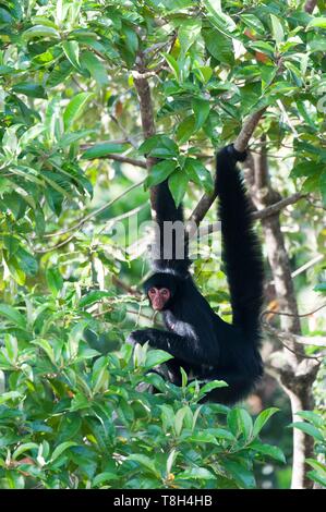 France, French Guiana, Cayenne, The Kaw Marsh Nature Reserve, red faced spider monkey (Ateles paniscus) Stock Photo