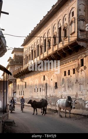 India, Rajasthan, Shekhawati region, Nawalgarh, cows in the street at the foot of a haveli Stock Photo