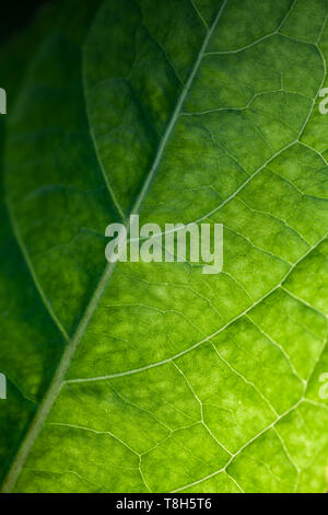 Nature green abstract background with bright leaf texture, back light vertical macro photo with selective soft focus