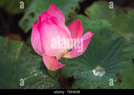 Open pink waterlily bud. Lotus flower. close-up photo with selective focus Stock Photo