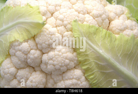 Cauliflower with leaf Stock Photo