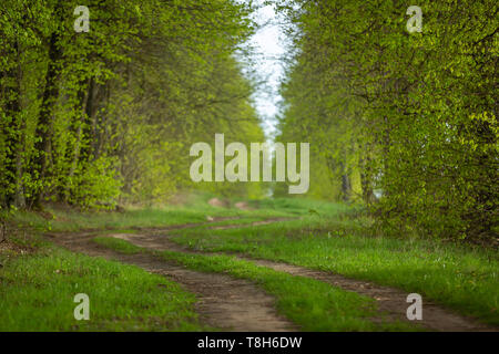 Tree alley with winding dirt road in between - green scenery Stock Photo