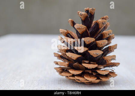 Pine cone on a light background. Open pine cone Stock Photo
