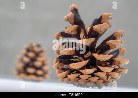Pine cones on a light background. Open pine cones Stock Photo