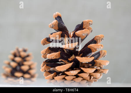 Pine cones on a light background. Open pine cones Stock Photo
