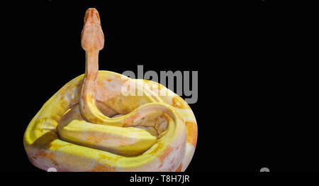 Yellow big snake isolated on white background. The ball python (Python regius), also known as the royal python, is a python species found in sub-Sahar Stock Photo