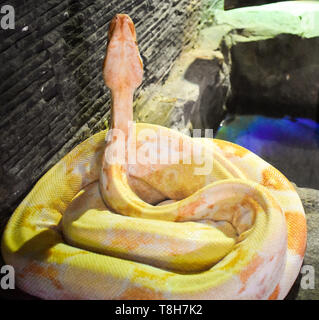 Yellow big snake isolated on white background. The ball python (Python regius), also known as the royal python, is a python species found in sub-Sahar Stock Photo