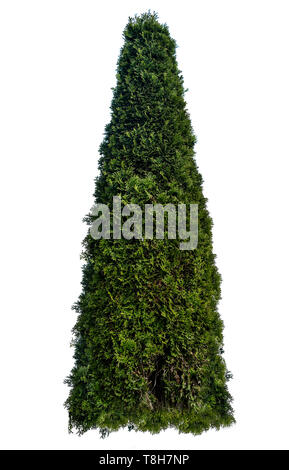 Thuja occidentalis, also known as northern white-cedar or eastern arborvitae, is an evergreen coniferous tree, in the cypress family Cupressaceae, whi Stock Photo