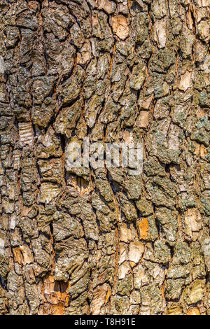 Texture of the bark of a tree. Natural background. Bark of a tree close-up Stock Photo