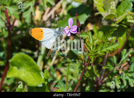 Male Orange tip butterfly (Orange tipped butterfly, Anthocharis cardamines) sitting on a pink flower in a garden in Spring (May) in West Sussex, UK. Stock Photo