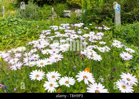 White African Daisies (Osteospermum) in Spring (May) at Highdown Gardens in Ferring (near Worthing), West Sussex, England, UK. Stock Photo
