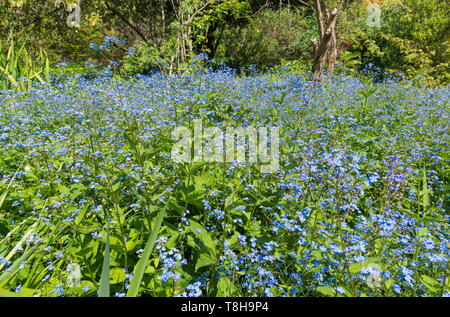 Forget-Me-Nots, AKA Scorpion Grasses, small blue flowers from the genus Myosotis, flowering in Spring (May) in the UK. Blue Forget-Me-Not. Stock Photo