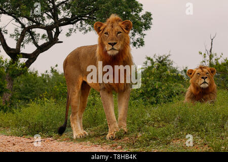 Two adolescent Male Lions Panthera Leo forming a coalition in the Savanna Kruger National Park South Africa Stock Photo