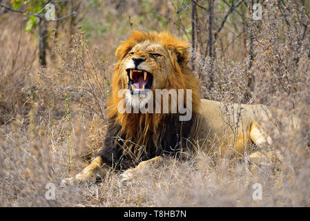 Lion Dark Maned Panthera Leo snarling in the Savanna Kruger National Park South Africa Stock Photo