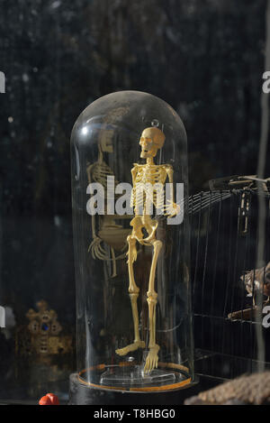 Human skeleton model on display in a secondhand shop, Hastings, East Sussex, England, UK Stock Photo