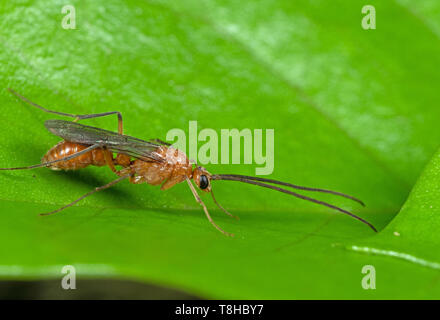 Macro Photography of Flying Ant on Green Leaf Stock Photo