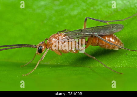 Macro Photography of Flying Ant on Green Leaf Stock Photo