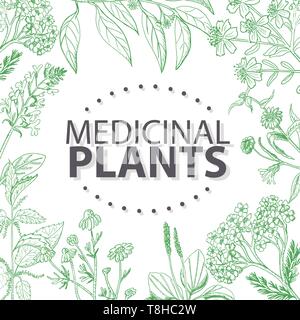 Vector background with medical herbs. Vector  illustration for your design Stock Vector